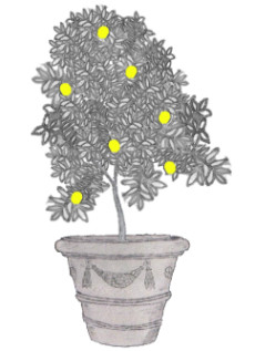 Lemon tree in swag pot sketch